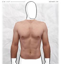 Torso