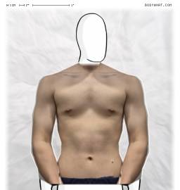 Torso