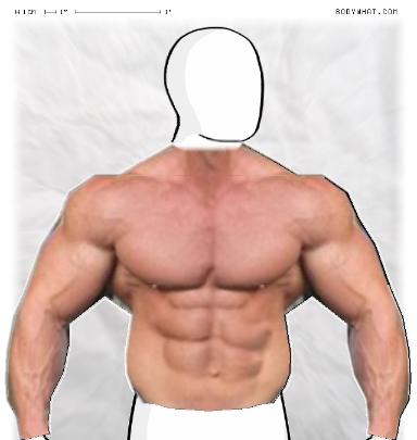 Muscle Morphing