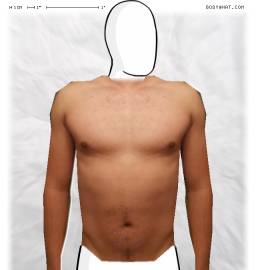 Torso