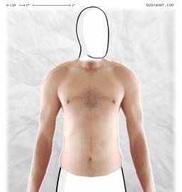 Torso