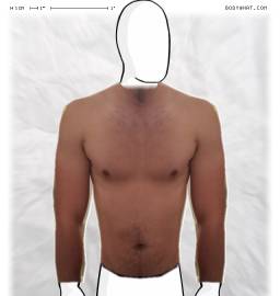 Torso