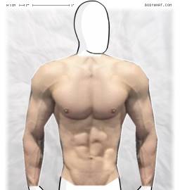 Torso
