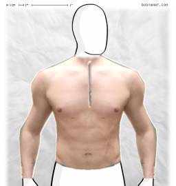 Torso
