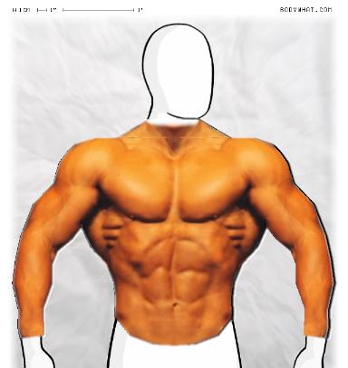 Muscle-ing up