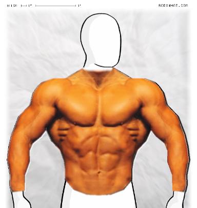 Muscle-ing up