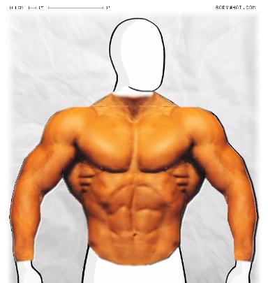 Muscle-ing up