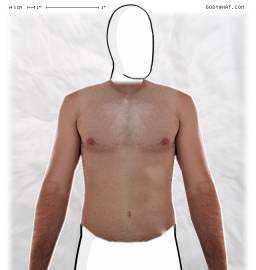 Torso