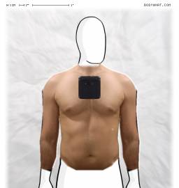 Torso