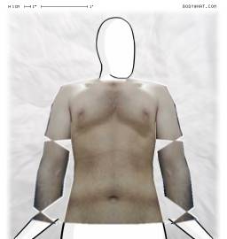 Torso