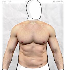 Torso