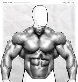 Torso