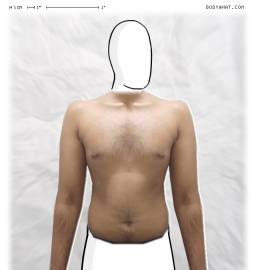 Torso