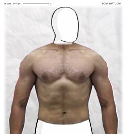 Torso