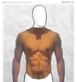 Torso