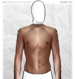 Torso