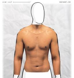 Torso