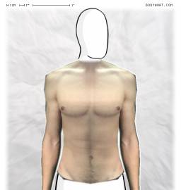 Torso