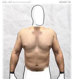 Torso