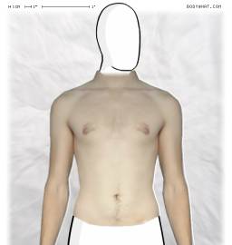 Torso