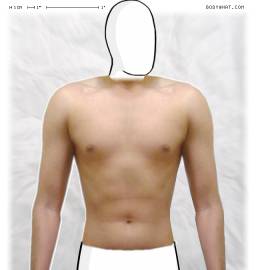 Torso