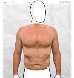 Torso