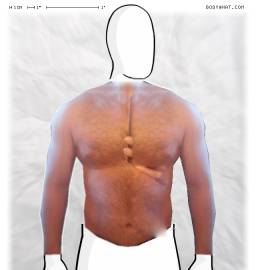 Torso