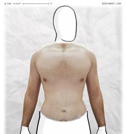 Torso