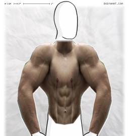 Torso