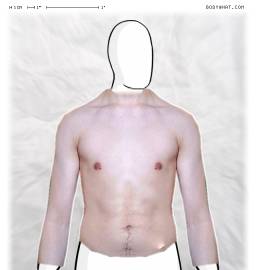 Torso