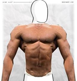 Torso