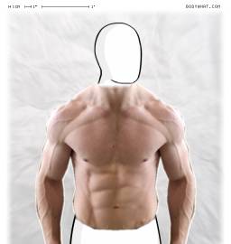 Torso