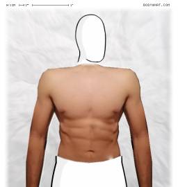 Torso