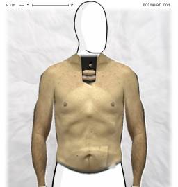 Torso