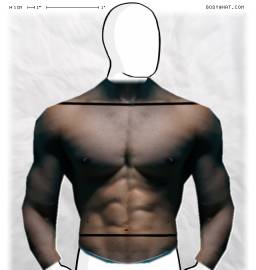 Torso